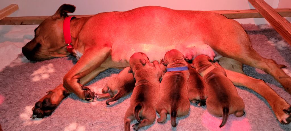 Des Gardiens De Xanica - Les bébés sont nés.